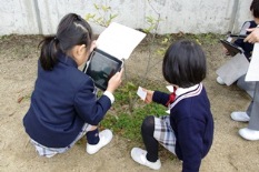 Photographing weeds on the school premises